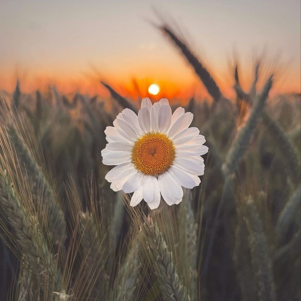 دانلود آهنگ زود ﺑﺮو ﺳﻤﺖ دﺳﺘﺸﻮﻳﻰ ﺷﻠﻮارﺗﻮ درﺑﻴﺎر
